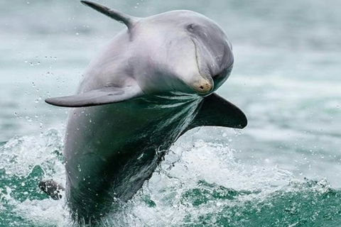 Dolphin, Penguin And Sea Lion Cruise - Accommodation Broadbeach 2