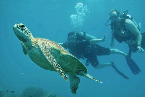 Ocean Freedom Great Barrier Reef Personal Luxury Snorkel & Dive Cruise, Cairns - Accommodation Broadbeach 4