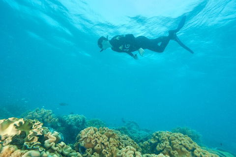 Ocean Freedom Great Barrier Reef Personal Luxury Snorkel & Dive Cruise, Cairns - Accommodation Broadbeach 5