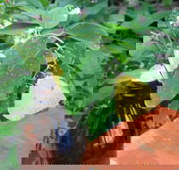 Australian Butterfly Sanctuary- Virtual Interactive Tour With Private Guide - Accommodation Broadbeach