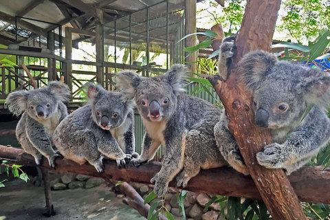 Best Of Kuranda Including Skyrail, Kuranda Scenic Railway And Rainforestation - Accommodation Broadbeach 4