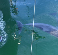 Dolphin Cruise from Adelaide with Optional Dolphin Swim - Accommodation Broadbeach