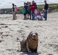 Kangaroo Island in a Day Tour from Adelaide - Accommodation Broadbeach