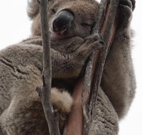 2-Day Kangaroo Island 4WD Small-Group Tour from Adelaide - Accommodation Broadbeach