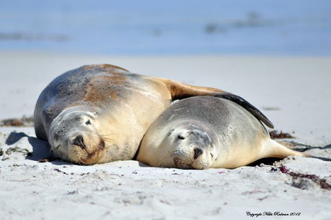 NEW TOUR - Kangaroo Island Road To Recovery Tour (1 Day/1 Night) - Accommodation Broadbeach 1