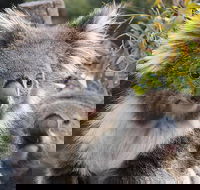 Kuranda Koala Gardens and Birdworld Admission Tickets - Accommodation Broadbeach