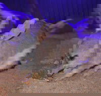 Kuranda Wildlife Experience Three Attraction Pass - Accommodation Broadbeach