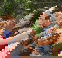 Kuranda Koala Gardens General Entry Ticket - Accommodation Broadbeach