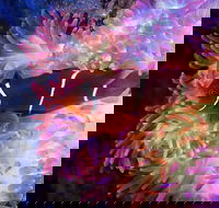 Cairns Aquarium by Twilight with 3-Course Dinner - Accommodation Broadbeach