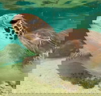 Cairns Aquarium Marine Life Encounter Ticket with 2-Course Lunch - Accommodation Broadbeach