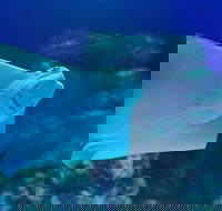 Cairns Aquarium Family Ticket - Accommodation Broadbeach