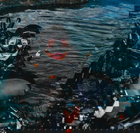 Cairns Aquarium Dive with the Sharks - Accommodation Broadbeach