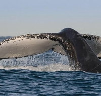 Sydney Whale-Watching Cruise Including Lunch or Breakfast - Accommodation Broadbeach