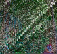 Atherton Tablelands Rain Forest by Night from Cairns - Accommodation Broadbeach