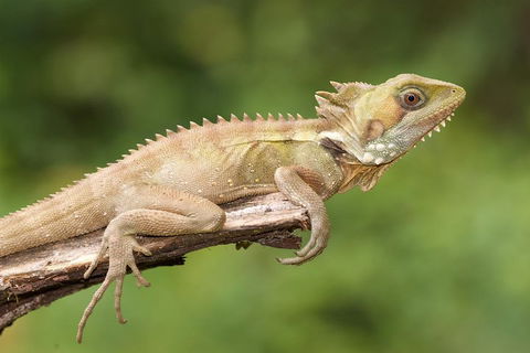 Atherton Tablelands Rain Forest By Night From Cairns - Accommodation Broadbeach 1