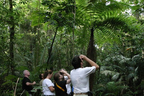 Atherton Tablelands Rain Forest By Night From Cairns - Accommodation Broadbeach 3