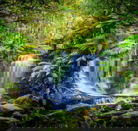 Day Tour in Mt. Field Mt. Wellington Bonorong Wildlife Sanctuary and Richmond - Accommodation Broadbeach