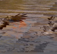 Litchfield and Jumping Crocodiles Full Day Trip from Darwin - Accommodation Broadbeach