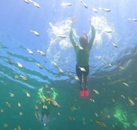 Manly Snorkel Trip and Nature Walk with Local Guide - Accommodation Broadbeach