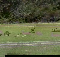Yanchep  Lancelin - Wildlife Cave And Sands - Accommodation Broadbeach
