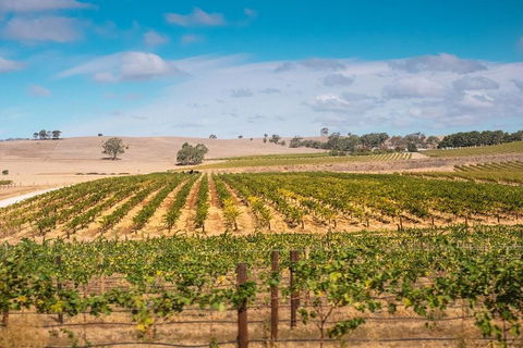 Barossa Valley Private Tour (from 2 To 11 People) - Accommodation Broadbeach 2