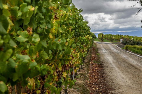 Yarra Valley Public Winery Tours - Accommodation Broadbeach 2