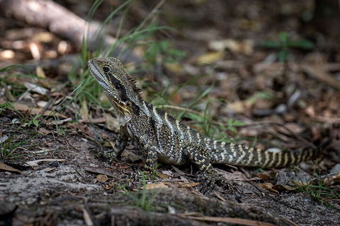 Cape Byron Aboriginal Tour - Accommodation Broadbeach 3