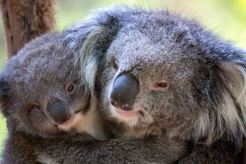 Half-Day Or Full-Day Tour With Private Guide From Melbourne - Accommodation Broadbeach 1