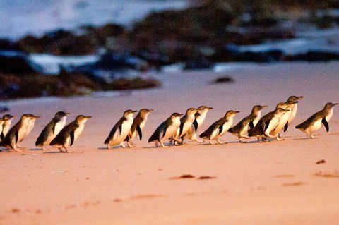 Half-Day Or Full-Day Tour With Private Guide From Melbourne - Accommodation Broadbeach 5