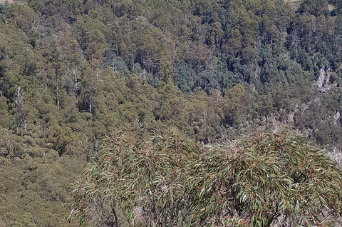 Leven Canyon Day Trip Including Wings Wildlife Park Or Gunns Plains Caves - Accommodation Broadbeach 4