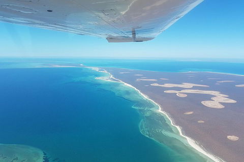 Monkey Mia Dolphins & Shark Bay Air Tour From Perth - Accommodation Broadbeach 2