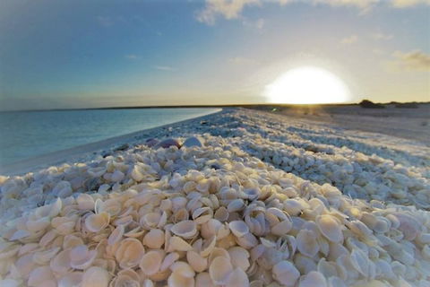 Monkey Mia Dolphins & Shark Bay Air Tour From Perth - Accommodation Broadbeach 3