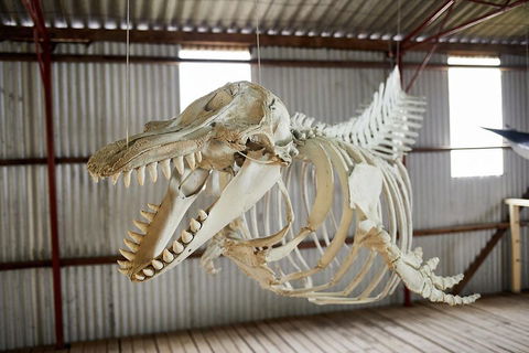 Albany's Whale Story - Accommodation Broadbeach 3