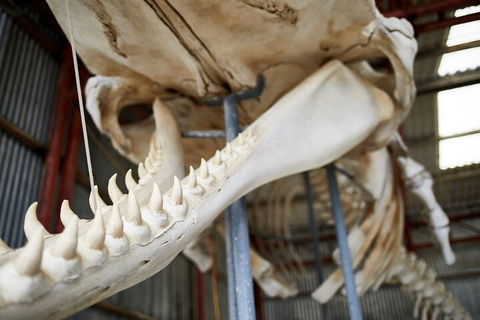 Albany's Whale Story - Accommodation Broadbeach 5
