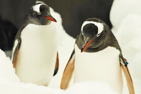 Penguin Passport At SEA LIFE Melbourne Aquarium - Accommodation Broadbeach 2