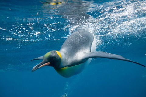 Penguin Passport At SEA LIFE Melbourne Aquarium - Accommodation Broadbeach 3