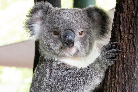 Wildlife Habitat Port Douglas - Accommodation Broadbeach 1