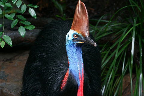 Wildlife Habitat Port Douglas - Accommodation Broadbeach 3