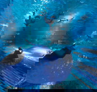 Snorkel with Sharks at AQWA - Accommodation Broadbeach