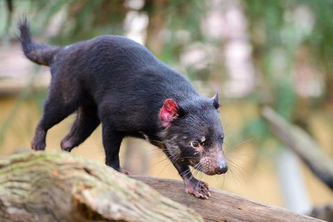 Kangaroos & Koala Encounter Experience (Half Day Private Tour) - Accommodation Broadbeach 1