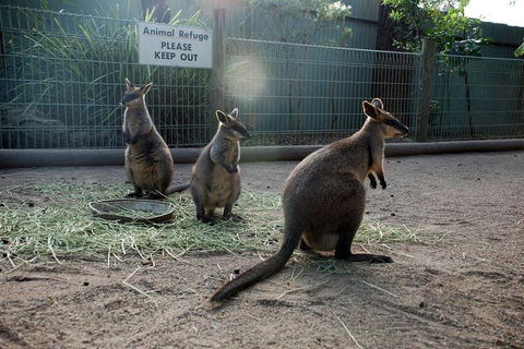 Kangaroos & Koala Encounter Experience (Half Day Private Tour) - Accommodation Broadbeach 2