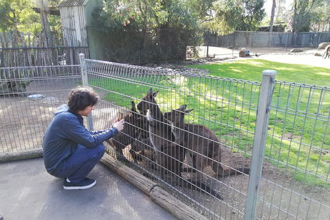 Kangaroos & Koala Encounter Experience (Half Day Private Tour) - Accommodation Broadbeach 4