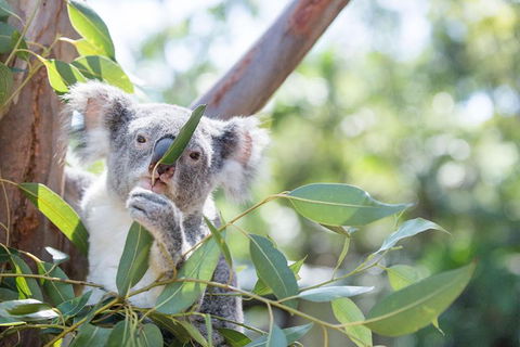 Kangaroos & Koala Encounter Experience (Half Day Private Tour) - Accommodation Broadbeach 5