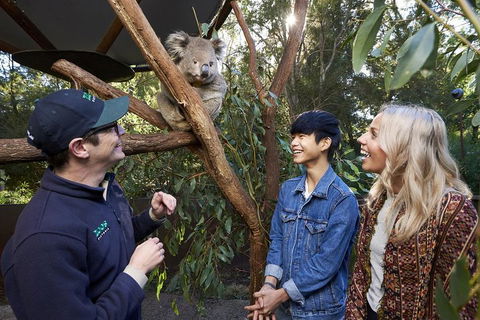 VIP Sanctuary Tour At Healesville Sanctuary Ticket - Accommodation Broadbeach 1