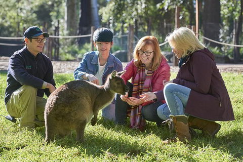 VIP Sanctuary Tour At Healesville Sanctuary Ticket - Accommodation Broadbeach 2