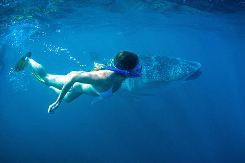 6-Day Coral Coaster From Perth To Exmouth One-Way Via Monkey Mia Ningaloo Reef - Accommodation Broadbeach 3