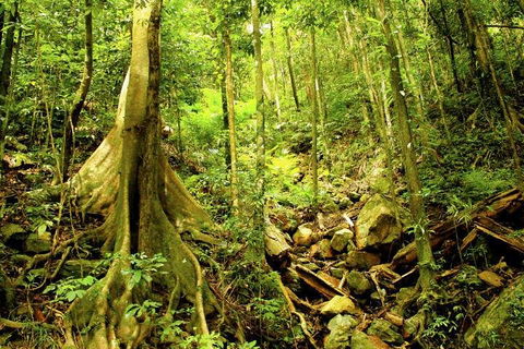 Barron Gorge And Kuranda National Park Half Day Rainforest And Waterfall 4WD Tour From Cairns - Accommodation Broadbeach 4