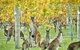 Margaret River Indulge And Discover Day Tour - thumb 0
