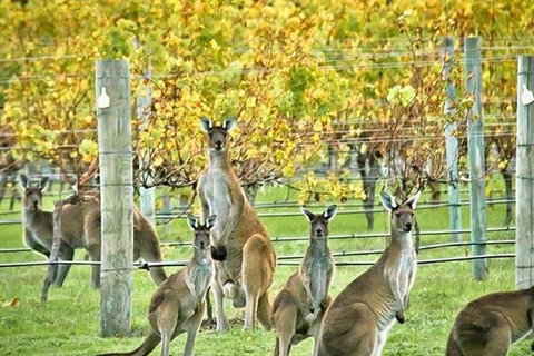 Margaret River Indulge And Discover Day Tour - Accommodation Broadbeach 0