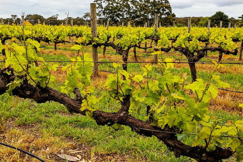 Margaret River Indulge And Discover Day Tour - Accommodation Broadbeach 5
